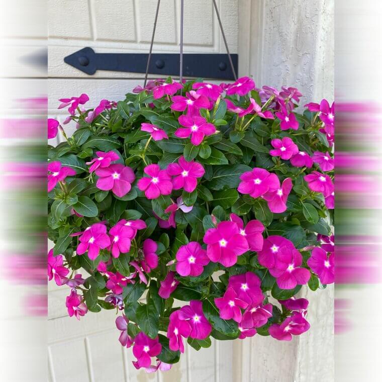 Cora Vinca