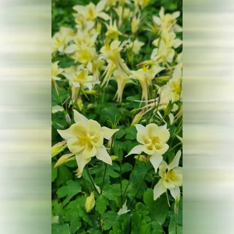 Mezcla de gigantes Aquilegia McKana