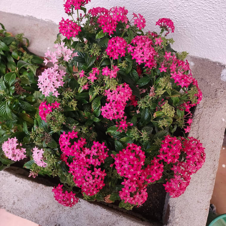 Pentas