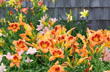 Planten voor een bloeiende tuin het hele jaar door