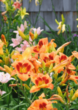 Plantas para un jardín próspero durante todo el año