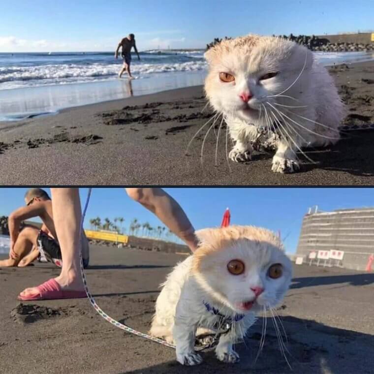 Obviously Not An Outdoor Cat