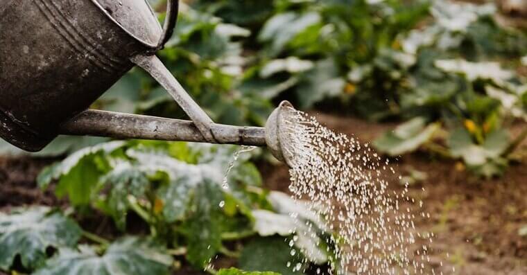 Water the Plants With Shower Water