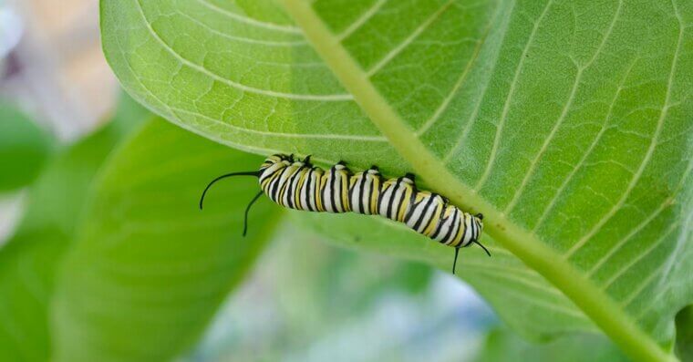 Keep Caterpillars Away