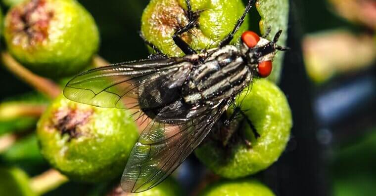 Get Rid of Fruit Flies