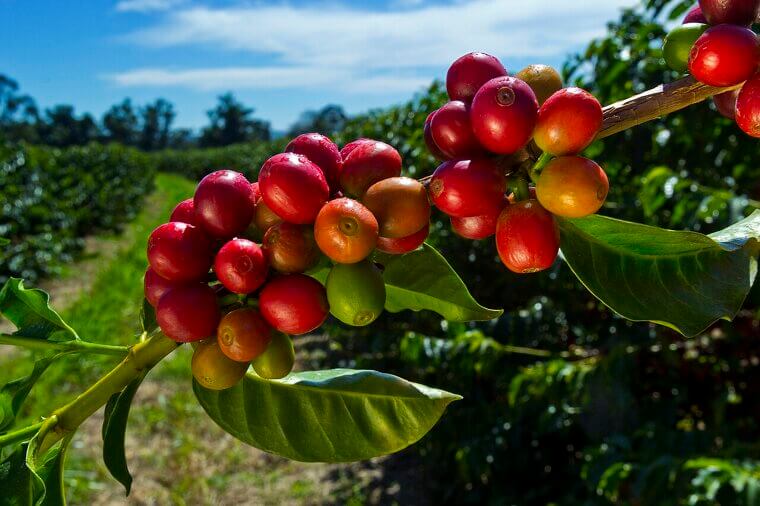 A skeptical monk threw mysterious goat-chewed berries into a roaring fire, unexpectedly roasting the beans to create the world's first aromatic coffee