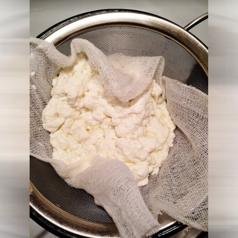 A nomadic traveler stored fresh milk in a calf stomach pouch, allowing natural enzymes and heat to accidentally separate the liquid into cheese curds