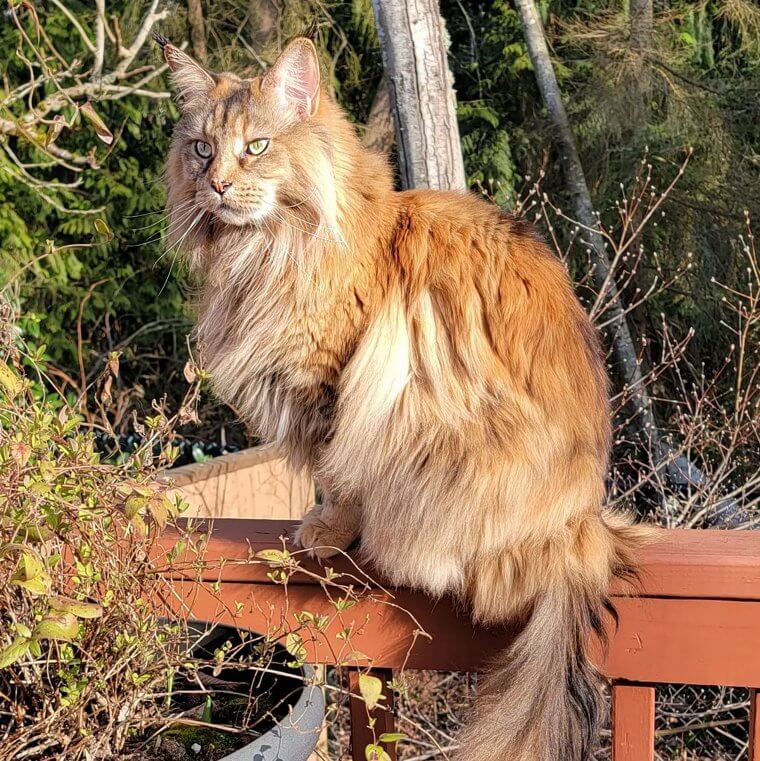 Le maine coon - 1 000 Euros