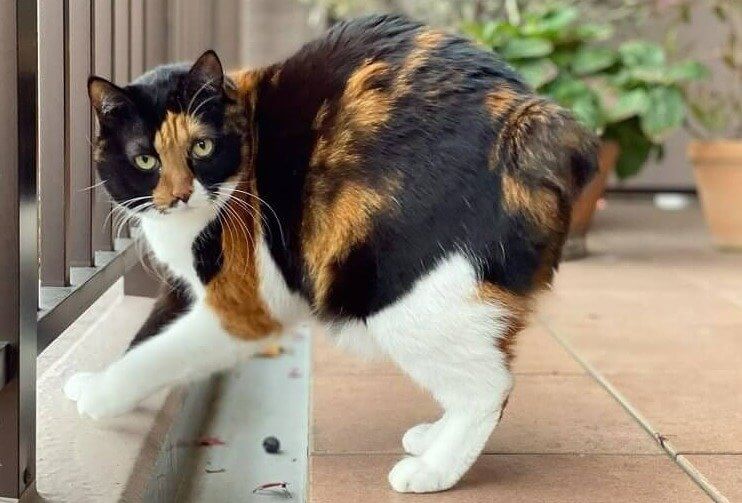 Le bobtail japonais - 1 600 Euros