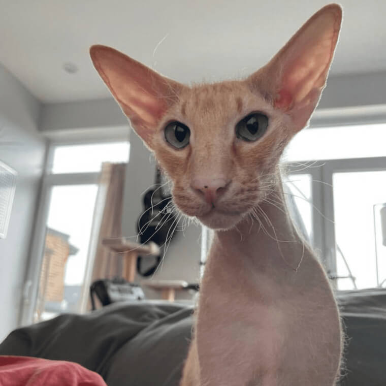 Le peterbald - 5 000 Euros