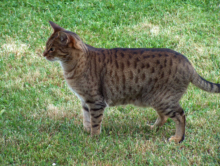 L'ocicat - 1 500 Euros