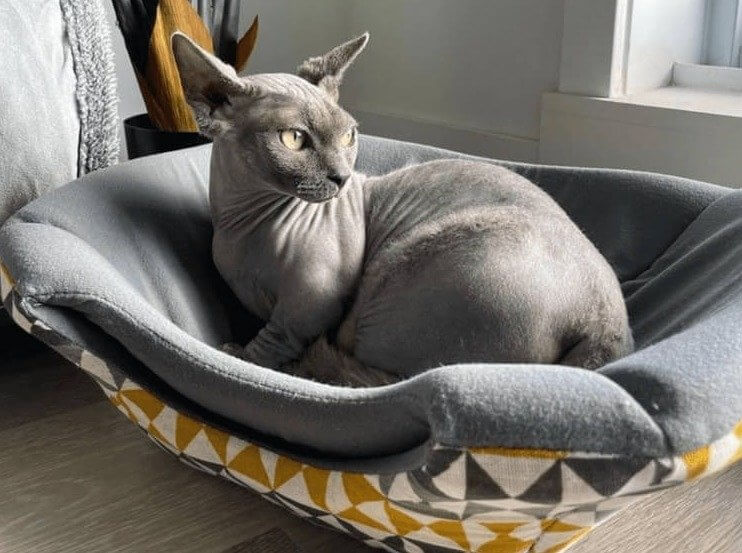 Le sphynx - 2 000 Euros