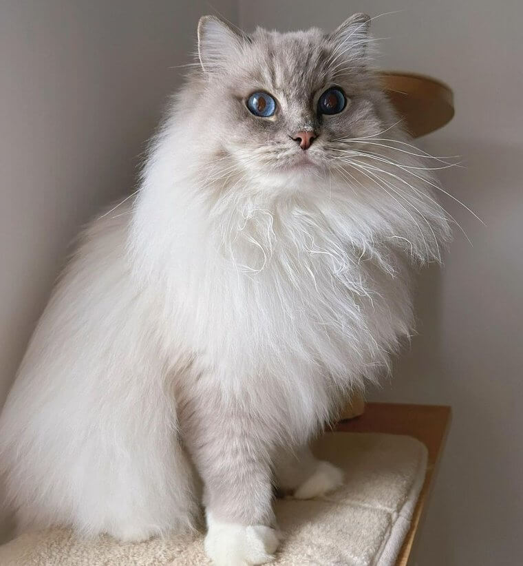 Le ragdoll  - 1 300 Euros