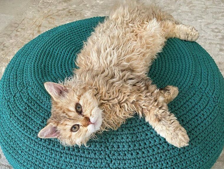 Le selkirk rex - 800 Euros