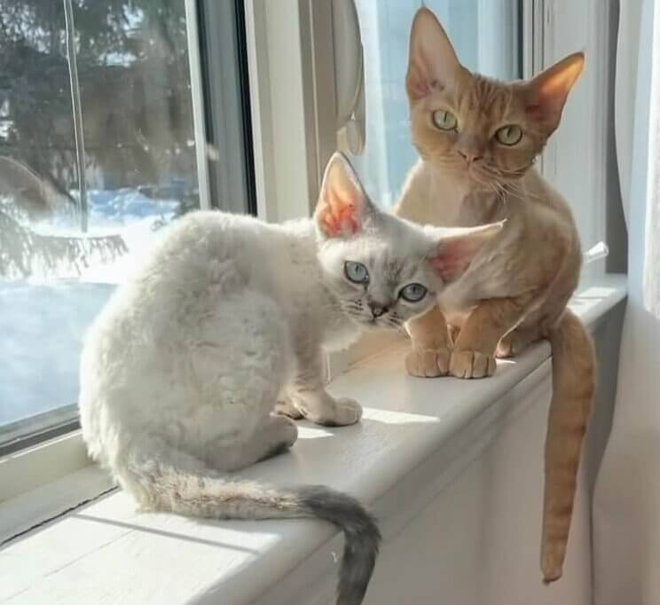 Le devon rex - 1000 Euros