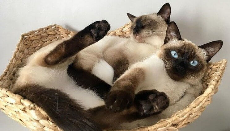 Le chat siamois - 1 000 Euros