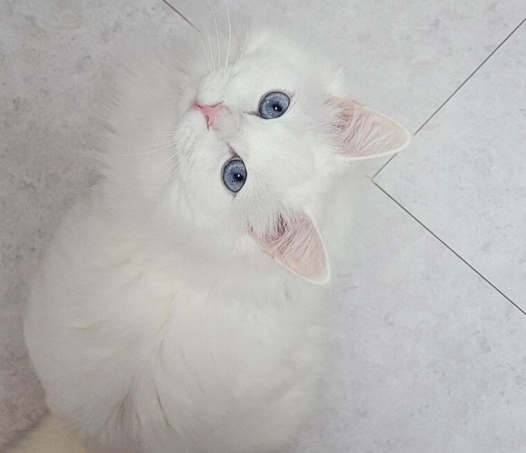 L'Angora turc - 1 500 Euros