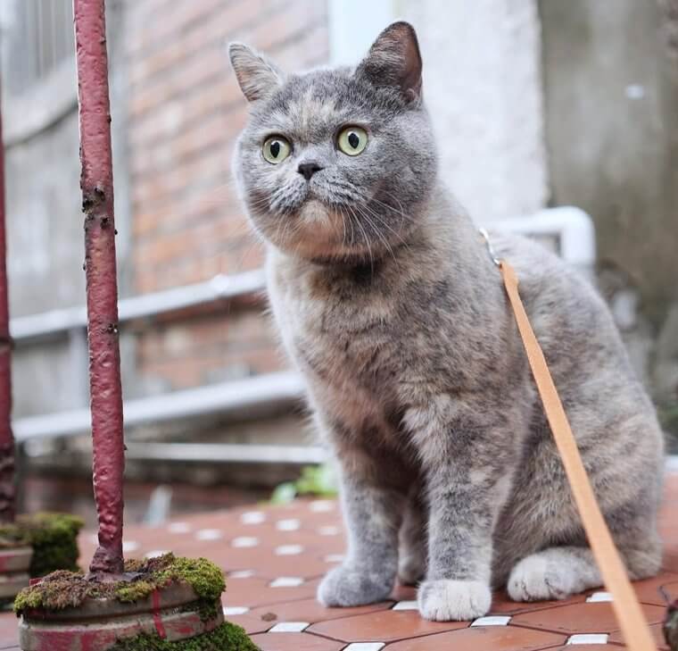 Le british shorthair - 2 000 Euros