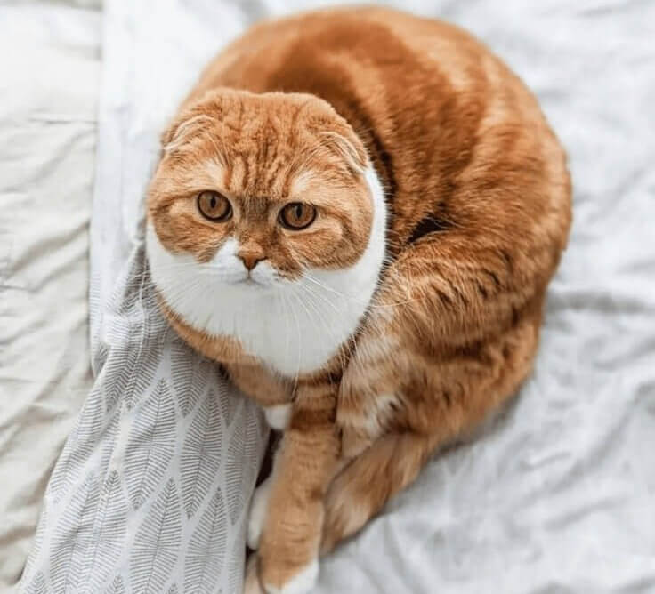Le Scottish Fold - 3 000 Euros
