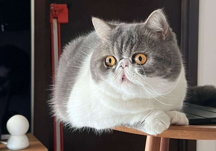 L'exotic shorthair - 2 000 Euros