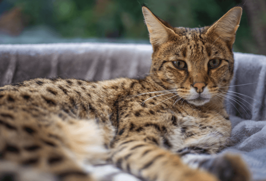 Rarely-Seen Cat Breeds and How Much They Cost