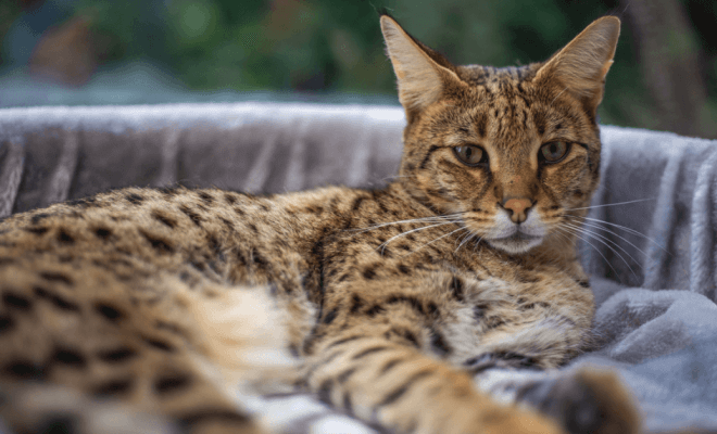 Des Races De Chats Rares Et Leur Prix