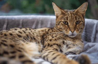 Seltene Katzenrassen und was sie kosten