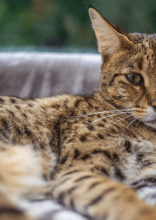 Des Races De Chats Rares Et Leur Prix