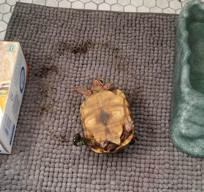 Was A Tortoise, Now A Turdle