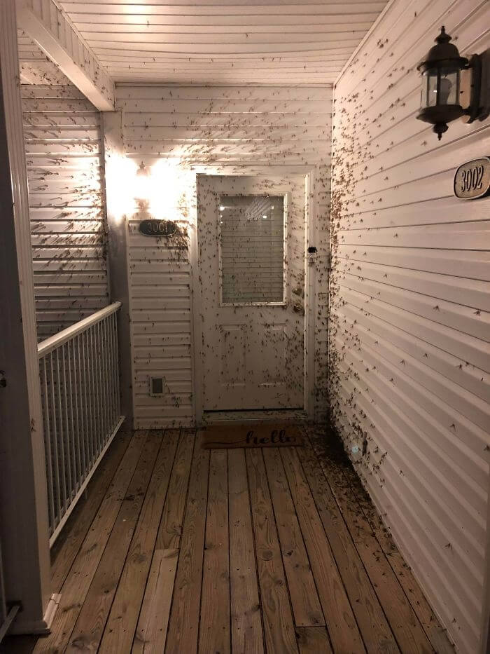 Burn The Whole Damn House!