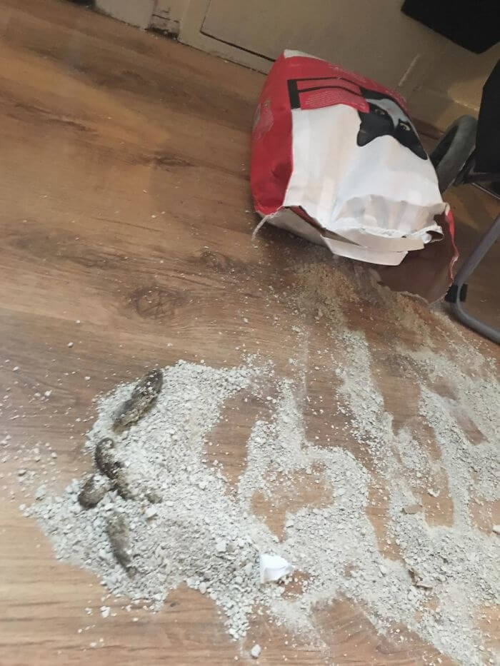 That's One Smart Cat