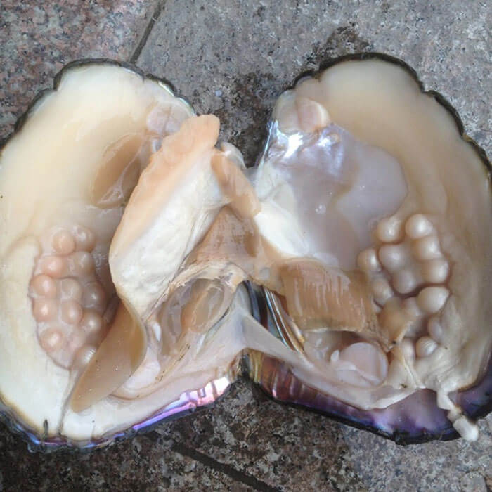 Oyster With Pearls Inside