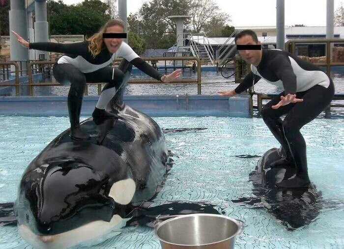 Orcas Are Not a Surfboard