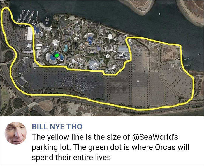 The Mistreated Orcas in Sea World