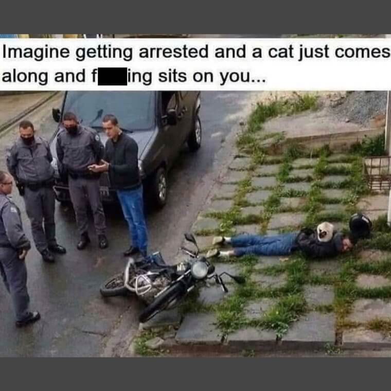 Cop-Cat