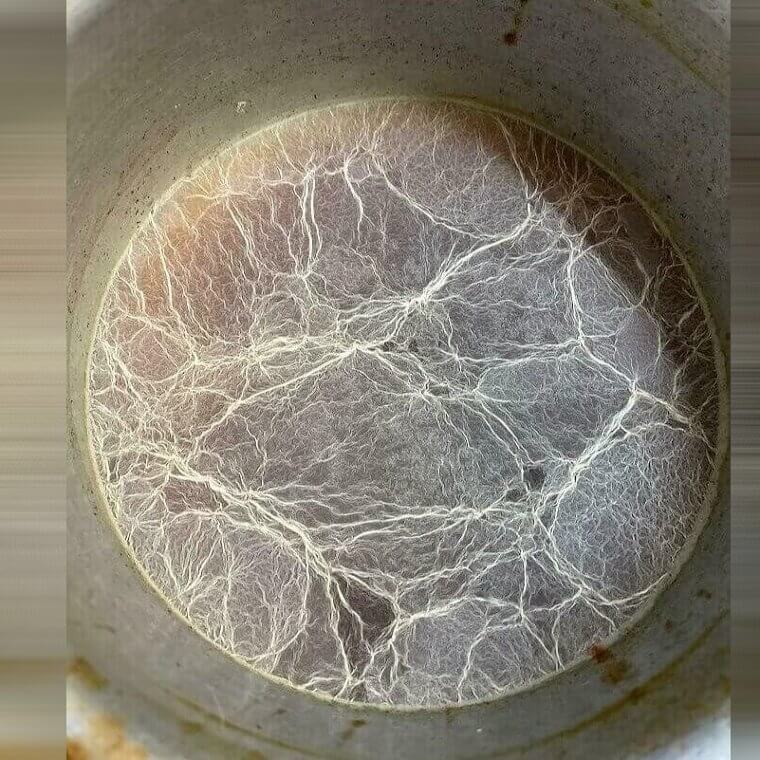 Delicate Mold on Top of Water