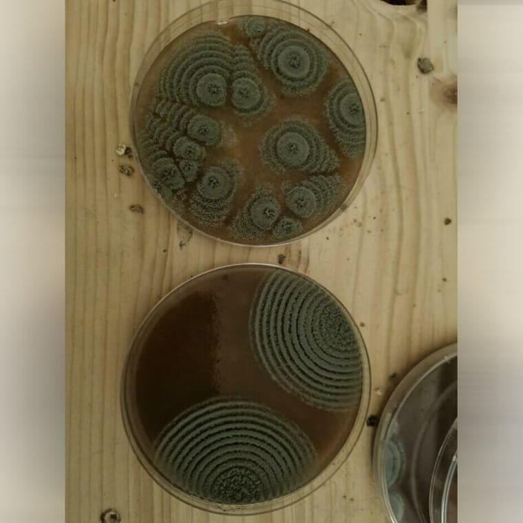 When Your Agar Plate Turns Into Moldy Art
