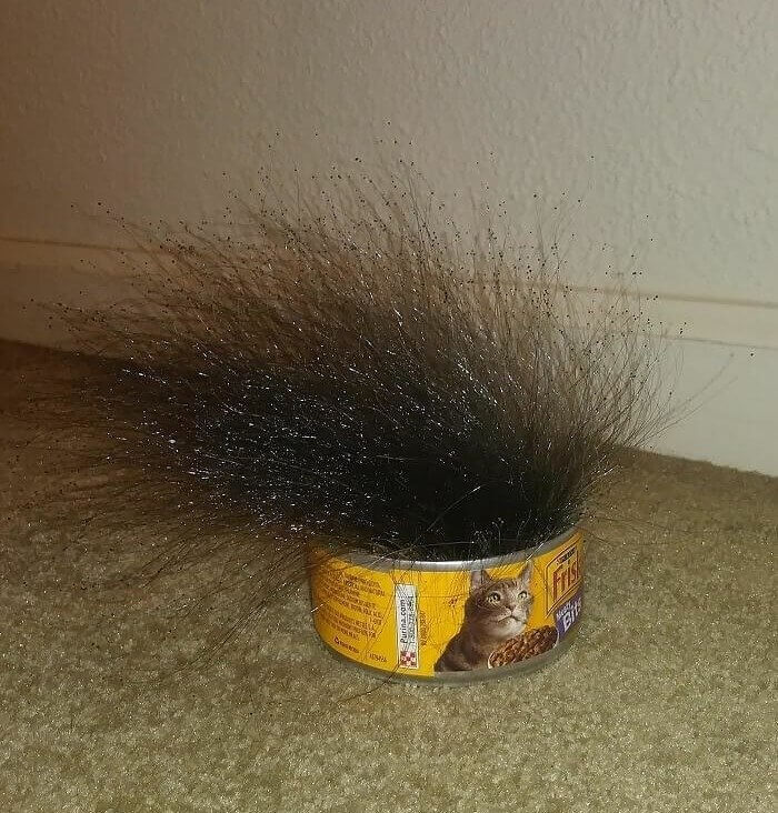 Cat Food With a Moldy Mohawk
