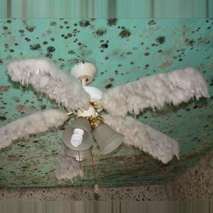 When Mold Takes Over the Ceiling Fan