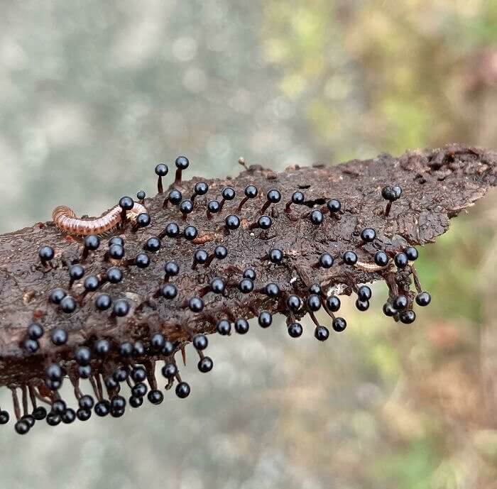 Slime Mold Takes Over a Branch