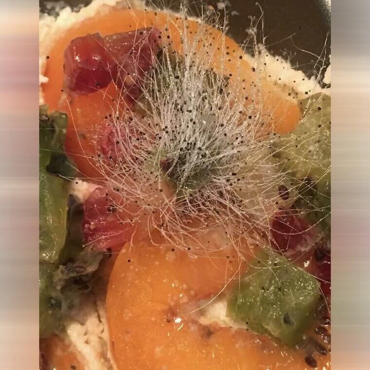 Wild Mold Growing From a Kiwi