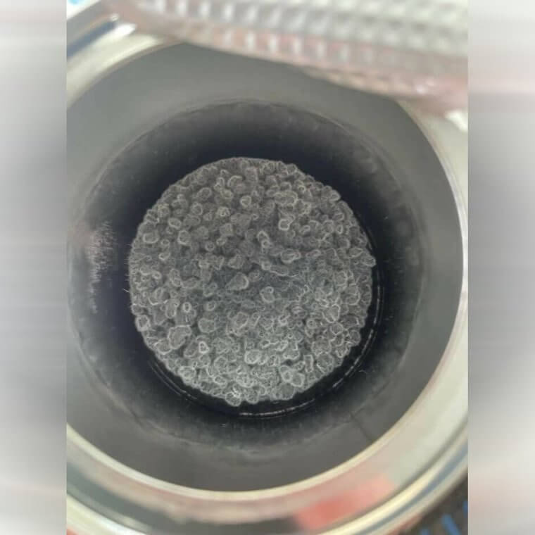 Grey Mold Mass on Top of Instant Coffee