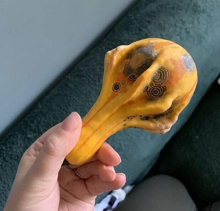 Is the Gourd Painted or Is It Mold?