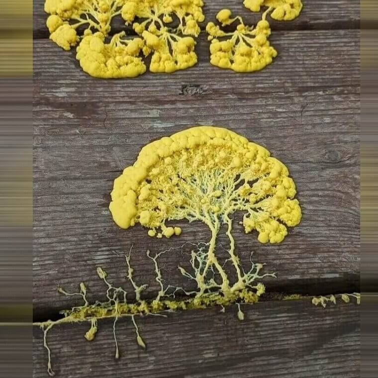 When the Mold Grows Like Cauliflower