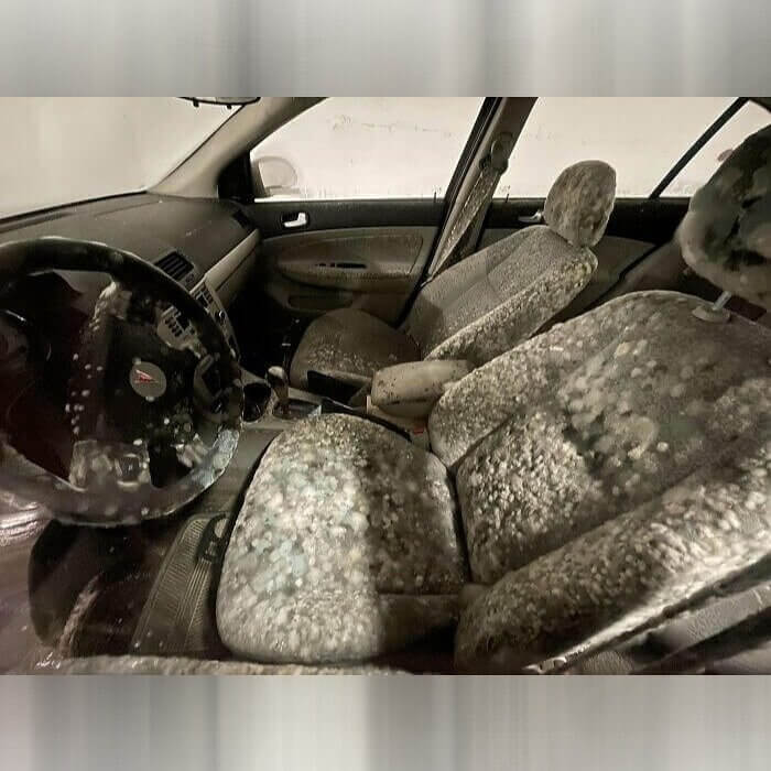 When Mold Takes Over Your Car