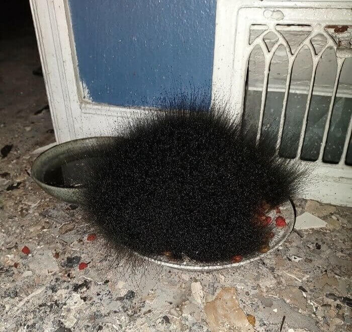 When You Don't Know if It's Mold or a Hedgehog