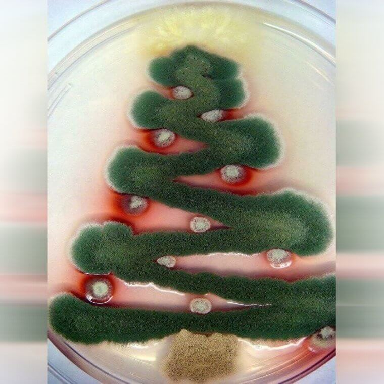 This Mold Is Ready for Christmas
