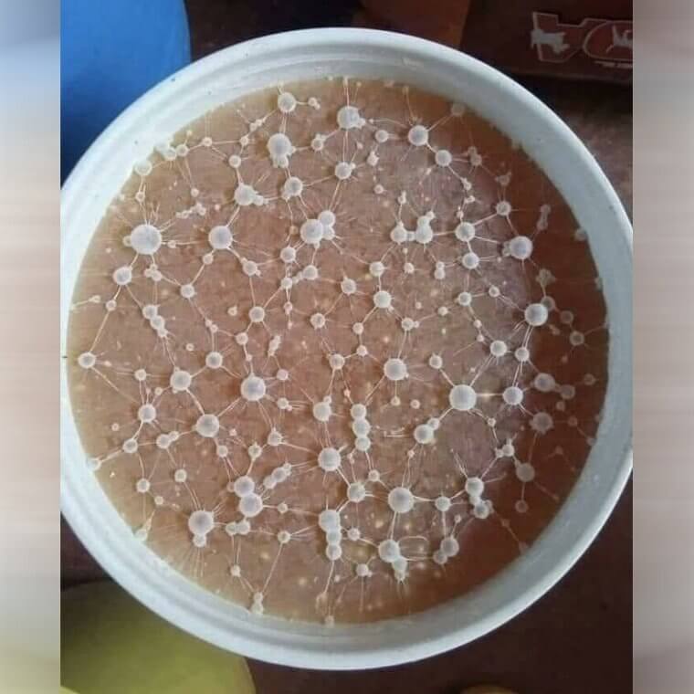The Mold Is Networking