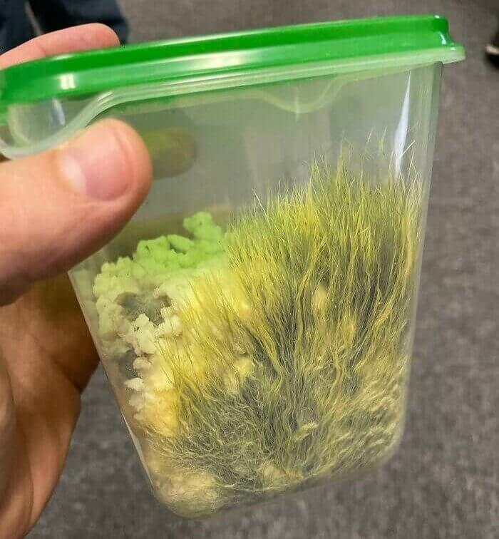 When Mold Takes Over