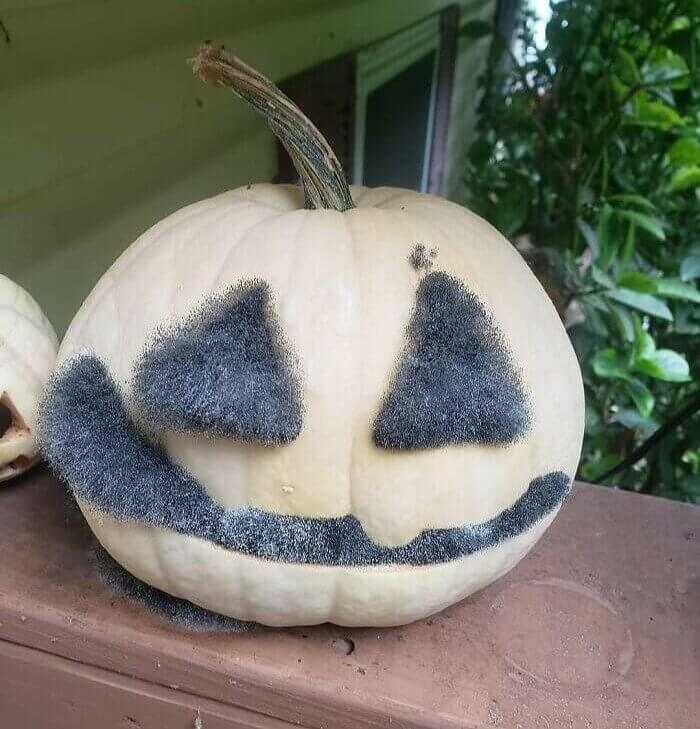 Fuzzy Mold Overtook the Pumpkin
